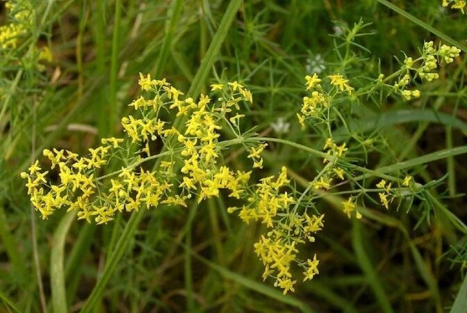 Benetako ohe lastoa