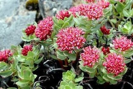Rhodiola arrosa tintura potentzia planteatzeko prestatzeko